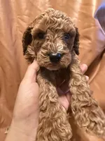 Jack , a male Cockapoo and Poodle - Miniature  for sale in Rosenberg, TX – Photo 6 of 7