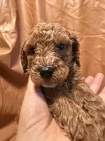 Jack , a male Cockapoo and Poodle - Miniature  for sale in Rosenberg, TX – Photo 7 of 7