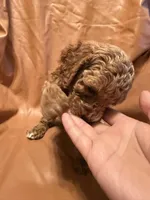 Jack , a male Cockapoo and Poodle - Miniature  for sale in Rosenberg, TX – Photo 2 of 7