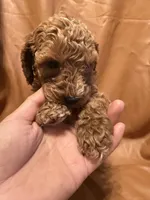 Jack , a male Cockapoo and Poodle - Miniature  for sale in Rosenberg, TX – Photo 3 of 7