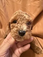 Jack , a male Cockapoo and Poodle - Miniature  for sale in Rosenberg, TX – Photo 1 of 7