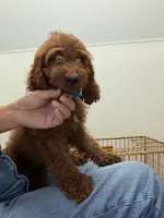     Cooper, a male Cockapoo and Poodle - Miniature  for sale in Rosenberg, TX – 2 of 8