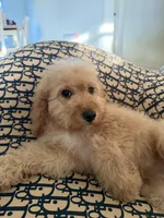     Daisy, a female Cockapoo and Poodle - Miniature  for sale in Rosenberg, TX – 7 of 9