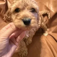Caesar , a female Cockapoo and Poodle - Miniature  for sale in Rosenberg, TX – Photo 2 of 8