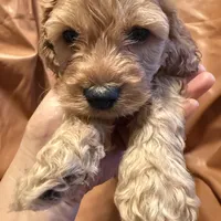 Caesar , a female Cockapoo and Poodle - Miniature  for sale in Rosenberg, TX – Photo 8 of 8