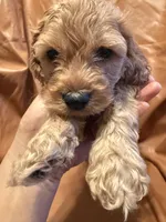 Caesar , a female Cockapoo and Poodle - Miniature  for sale in Rosenberg, TX – Photo 8 of 8