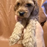Caesar , a female Cockapoo and Poodle - Miniature  for sale in Rosenberg, TX – Photo 6 of 8