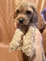 Caesar , a female Cockapoo and Poodle - Miniature  for sale in Rosenberg, TX – Photo 6 of 8