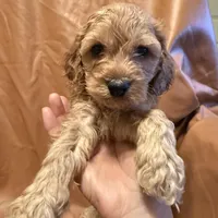 Caesar , a female Cockapoo and Poodle - Miniature  for sale in Rosenberg, TX – Photo 3 of 8