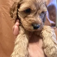 Caesar , a female Cockapoo and Poodle - Miniature  for sale in Rosenberg, TX – Photo 7 of 8
