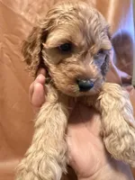 Caesar , a female Cockapoo and Poodle - Miniature  for sale in Rosenberg, TX – Photo 7 of 8