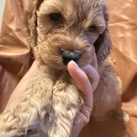 Caesar , a female Cockapoo and Poodle - Miniature  for sale in Rosenberg, TX – Photo 5 of 8