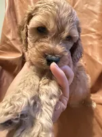 Caesar , a female Cockapoo and Poodle - Miniature  for sale in Rosenberg, TX – Photo 5 of 8