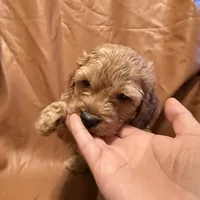 Caesar , a female Cockapoo and Poodle - Miniature  for sale in Rosenberg, TX – Photo 1 of 8