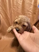 Caesar , a female Cockapoo and Poodle - Miniature  for sale in Rosenberg, TX – Photo 1 of 8