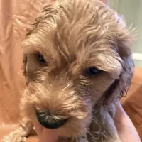 Caesar , a female Cockapoo and Poodle - Miniature  for sale in Rosenberg, TX – Photo 4 of 8