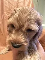 Caesar , a female Cockapoo and Poodle - Miniature  for sale in Rosenberg, TX – Photo 4 of 8