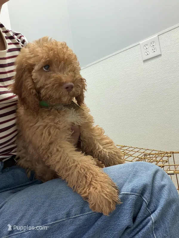        Archie – Cockapoo, Poodle - Miniature  puppy for sale in Rosenberg, TX