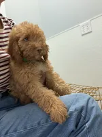        Archie, a male Cockapoo and Poodle - Miniature  for sale in Rosenberg, TX – 1 of 9