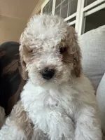     Brownie, a male Bichon Frise and Cockapoo for sale in Rosenberg, TX – 2 of 8