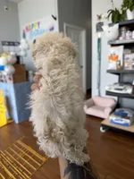     Teddy, a male Bichon Frise and Poodle - Toy  for sale in Rosenberg, TX – 4 of 6