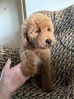 qiqi, a male Cockapoo and Poodle - Miniature  for sale in Rosenberg, TX – 7 of 9