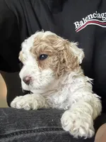 milo, a male Bichon Frise and Cockapoo for sale in Rosenberg, TX – 3 of 7