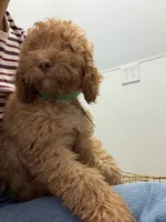        Archie, a male Cockapoo and Poodle - Miniature  for sale in Rosenberg, TX – 7 of 9