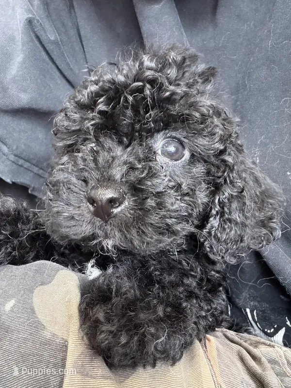 toby – Bichon Frise, Poodle - Toy  puppy for sale in Rosenberg, TX
