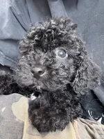 toby, a male Bichon Frise and Poodle - Toy  for sale in Rosenberg, TX – 1 of 6