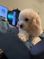     Teddy, a male Bichon Frise and Cockapoo for sale in Rosenberg, TX – 2 of 10