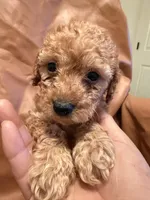 Lucky, a female Cockapoo and Poodle - Toy  for sale in Rosenberg, TX – Photo 8 of 8