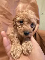 Lucky, a female Cockapoo and Poodle - Toy  for sale in Rosenberg, TX – Photo 2 of 8