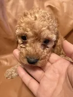Lucky, a female Cockapoo and Poodle - Toy  for sale in Rosenberg, TX – Photo 1 of 8