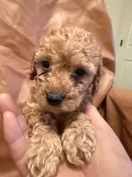 Lucky, a female Cockapoo and Poodle - Toy  for sale in Rosenberg, TX – Photo 4 of 8