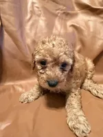 Lucky, a female Cockapoo and Poodle - Toy  for sale in Rosenberg, TX – Photo 3 of 8