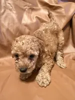 Lucky, a female Cockapoo and Poodle - Toy  for sale in Rosenberg, TX – Photo 5 of 8