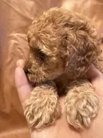 Lucky, a female Cockapoo and Poodle - Toy  for sale in Rosenberg, TX – Photo 7 of 8