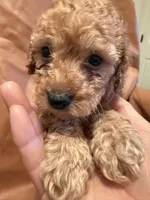 Lucky, a female Cockapoo and Poodle - Toy  for sale in Rosenberg, TX – Photo 6 of 8