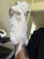 milo, a male Bichon Frise and Cockapoo for sale in Rosenberg, TX – 6 of 7