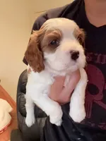 AKC Max, a male Cavalier King Charles Spaniel for sale in Rosenberg, TX – 3 of 9