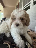 coco, a female Bichon Frise and Cockapoo for sale in Rosenberg, TX – 4 of 9