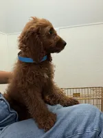     Cooper, a male Cockapoo and Poodle - Miniature  for sale in Rosenberg, TX – 4 of 8