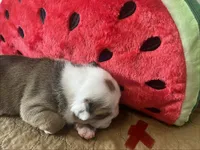 Beef, a male English Bulldog for sale in Littlefork, MN – 2 of 4