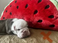 Rudy, a male English Bulldog for sale in Littlefork, MN – 2 of 3