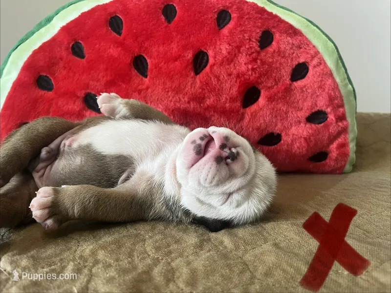 Beef – English Bulldog puppy for sale in Littlefork, MN