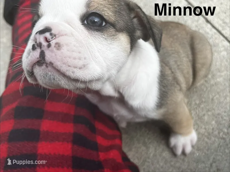 Minnow – English Bulldog puppy for sale in Littlefork, MN
