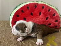 Gingy , a female English Bulldog for sale in Littlefork, MN – 4 of 4