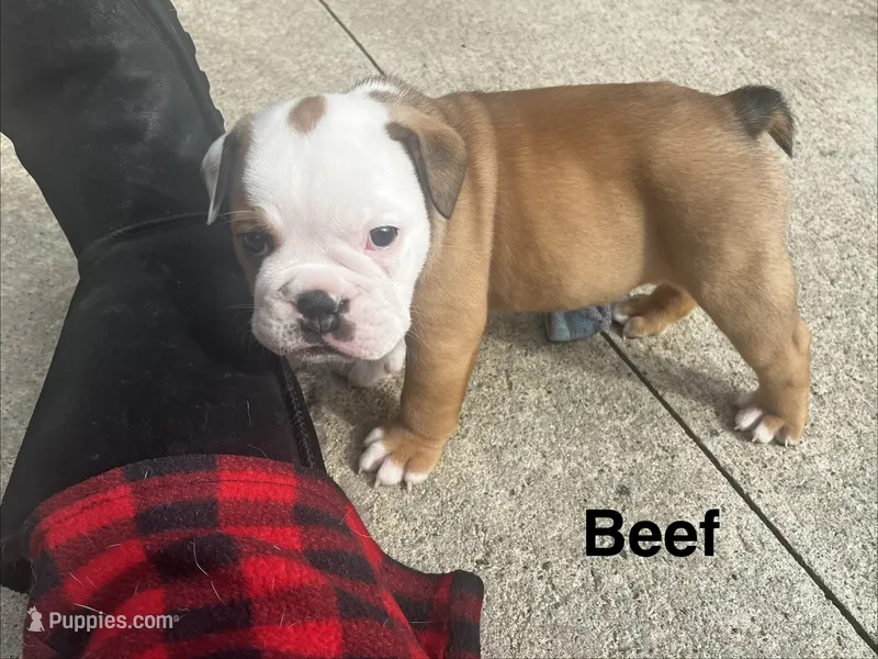 Beef – English Bulldog puppy for sale in Littlefork, MN