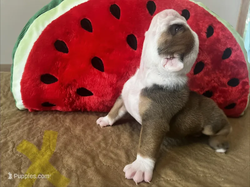 Gingy  – English Bulldog puppy for sale in Littlefork, MN